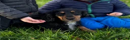 Cocker Spaniel dogs for sale: Special Working Cocker Spaniel Girl KC Registered  - Advert 4