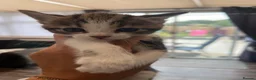 Mixed Breed cats for sale: 2 female tabby kittens  - Advert 5