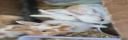 Mixed Breed rabbits for sale: 3 male Lionxlop buns very playful, well handled - Advert 13