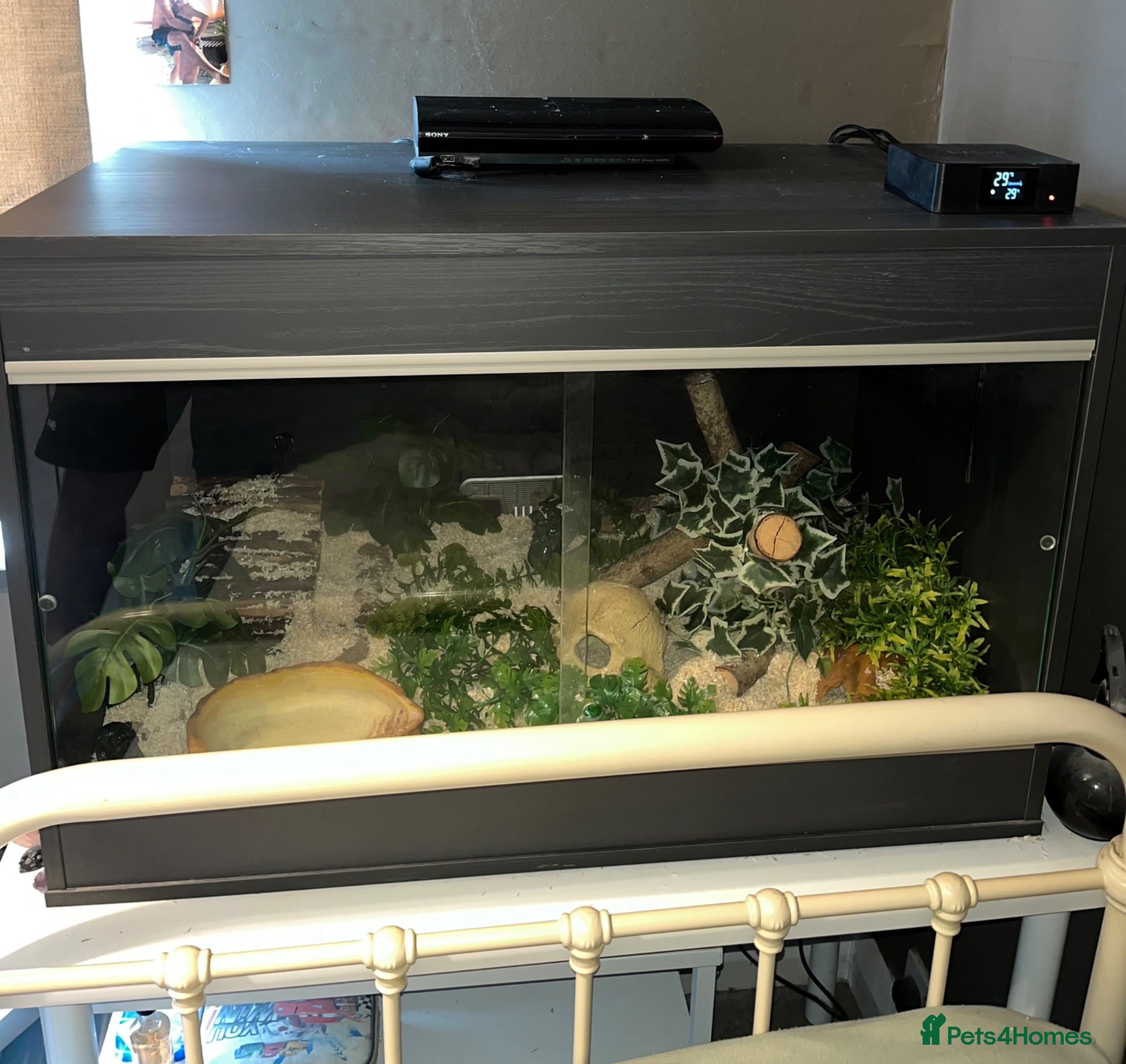 Corn Snake reptiles Corn Snake & full heated setup - Advert 1