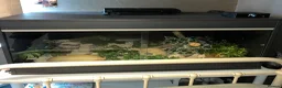 Corn Snake reptiles for sale: Corn Snake & full heated setup in Huddersfield - Advert 1