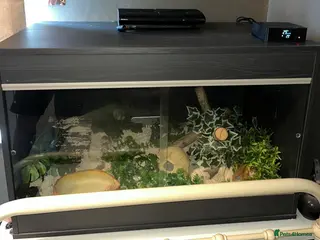 Corn Snake reptiles Corn Snake & full heated setup - Advert 20