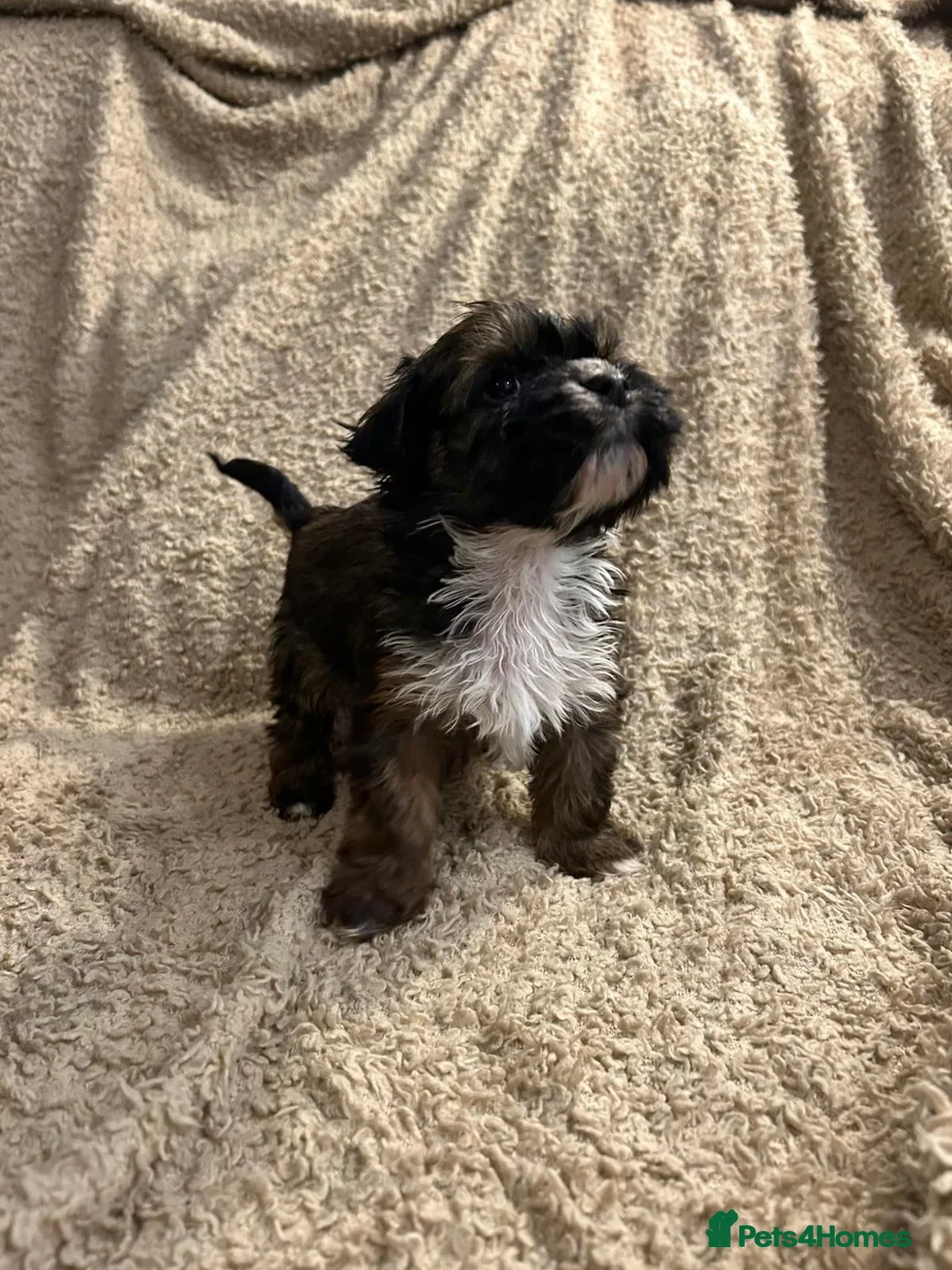 Havanese dogs for sale: Havanese puppy in Walsall - Advert 1