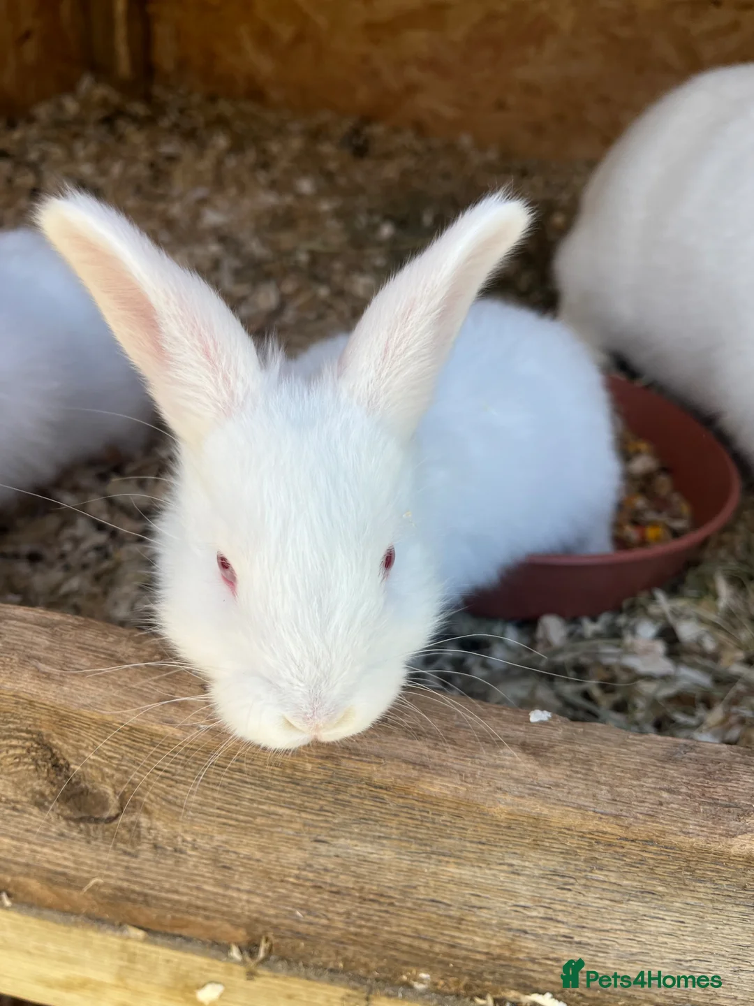 New Zealand rabbits for sale: Rabbits for sale very friendly  in Carlisle - Advert 1