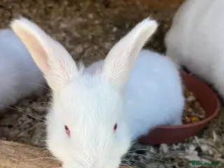 New Zealand rabbits Rabbits for sale very friendly - Advert 16