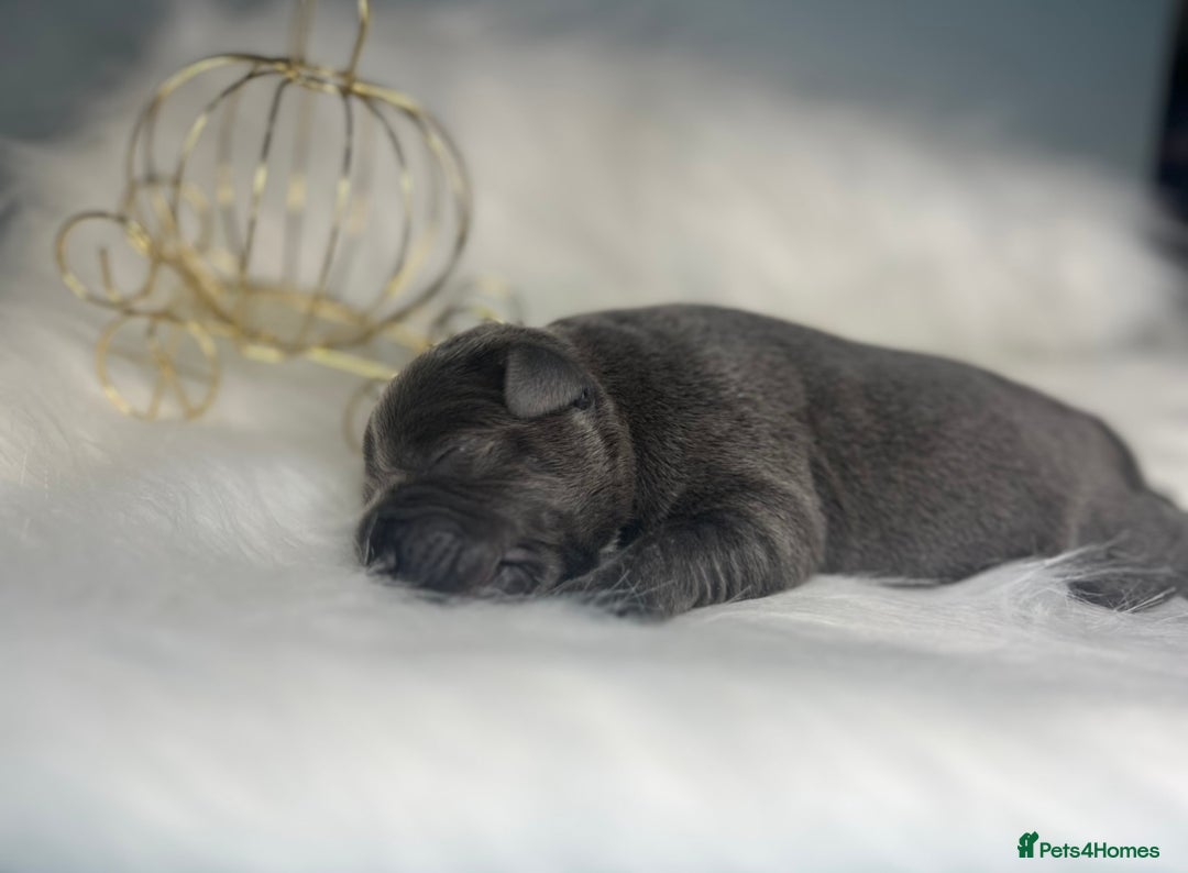 Staffordshire Bull Terrier dogs for sale: Champion Bloodline Blue Staffordshire BullTerriers - Advert 9