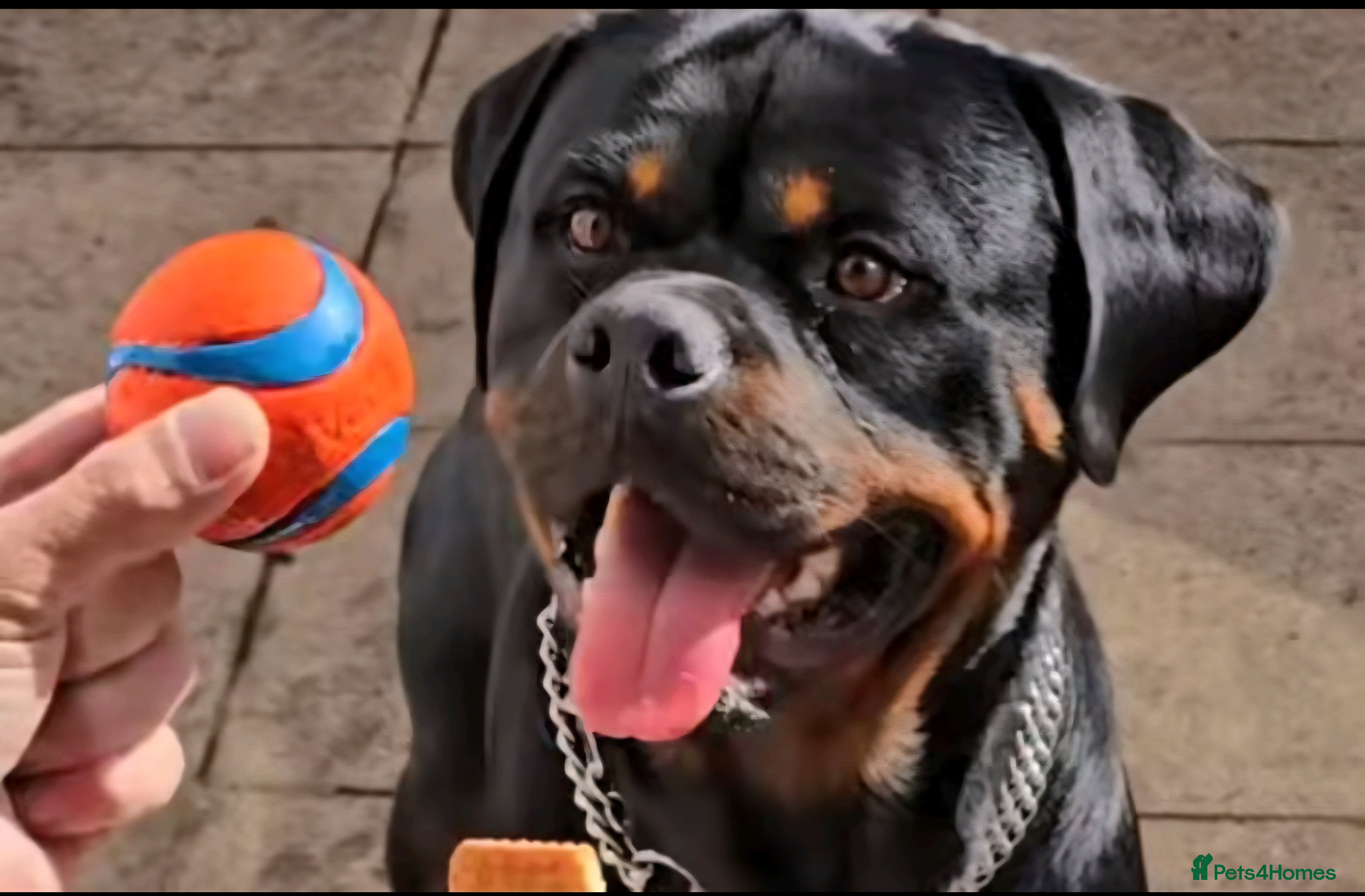 Rottweiler dogs 14mth old male rottweiler  - Advert 4