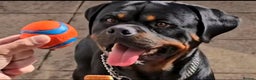 Rottweiler dogs for sale: 14mth old male rottweiler  - Advert 1