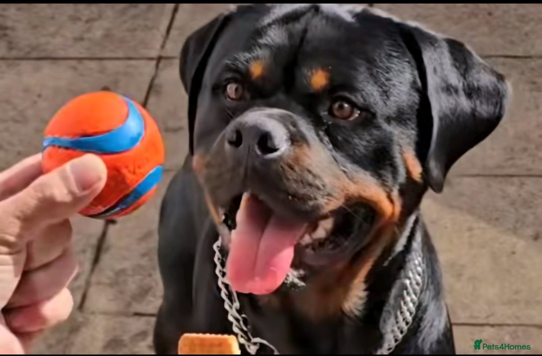 Rottweiler dogs for sale: 14mth old male rottweiler  - Advert 1