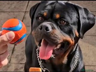 Rottweiler dogs 14mth old male rottweiler - Advert 6