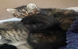 Mixed Breed cats for sale: 4 little girls  - Image 6