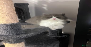 British Shorthair cats - Advert 13