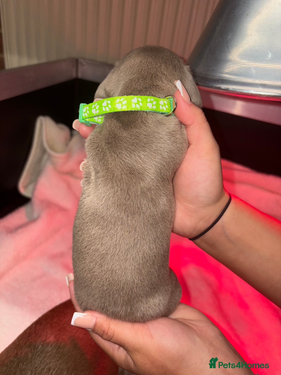 Miniature Dachshund dogs for sale: 4 Beautiful isabella Tan&Dapple mini dachshunds - Advert 4