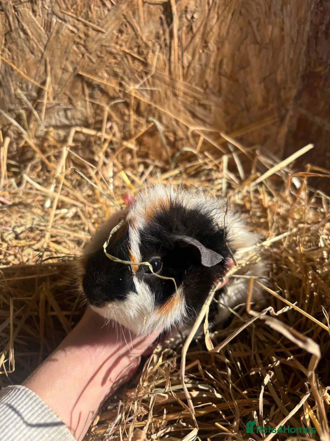 Guinea Pig rodents for sale: Friendly Young Guineapigs  - Advert 6