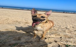 German Shepherd dogs for sale: 11 Beautiful German Shepherd Puppies 😍 - Image 8