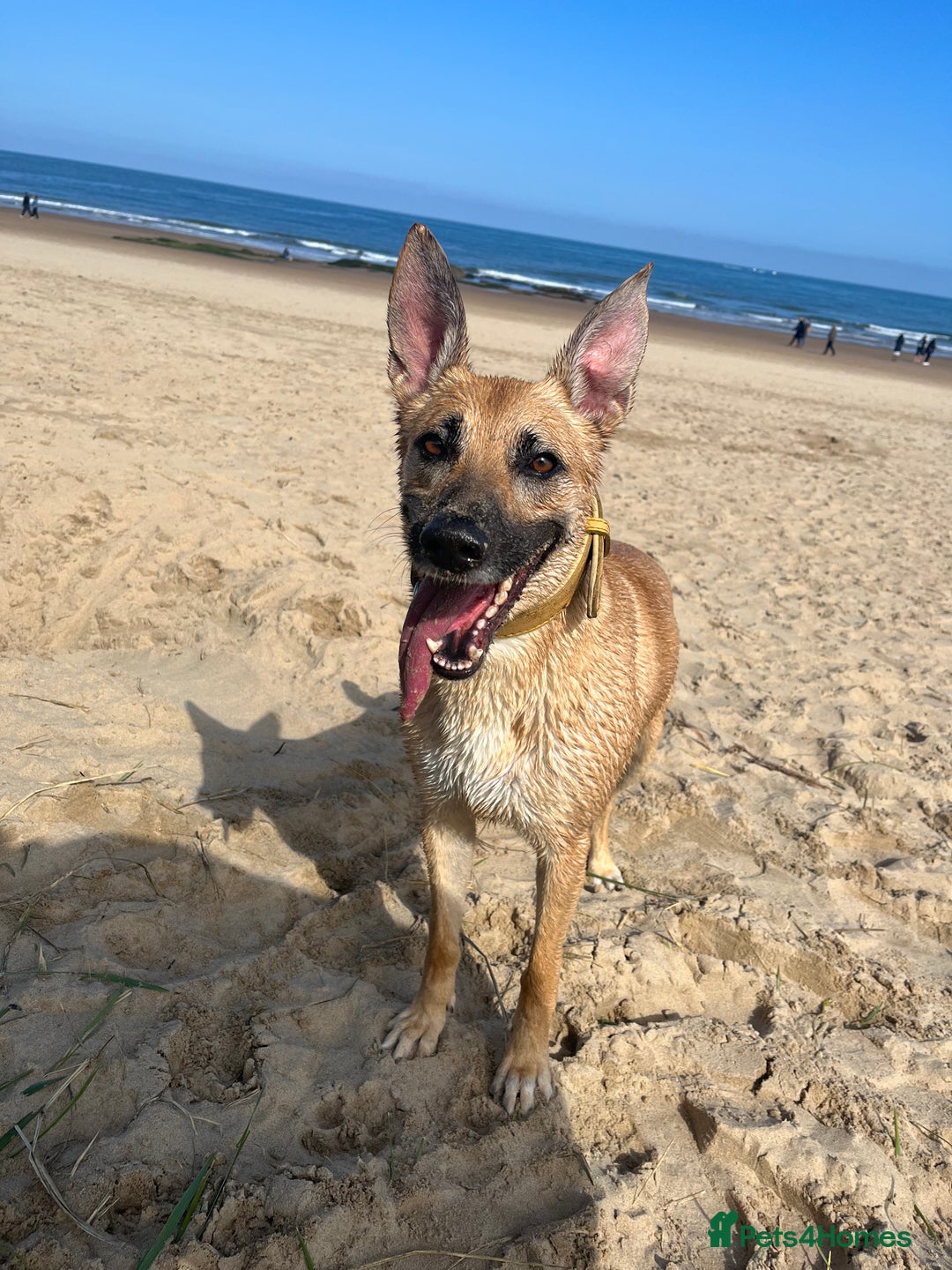 German Shepherd dogs for sale: 11 Beautiful German Shepherd Puppies 😍 - Image 8