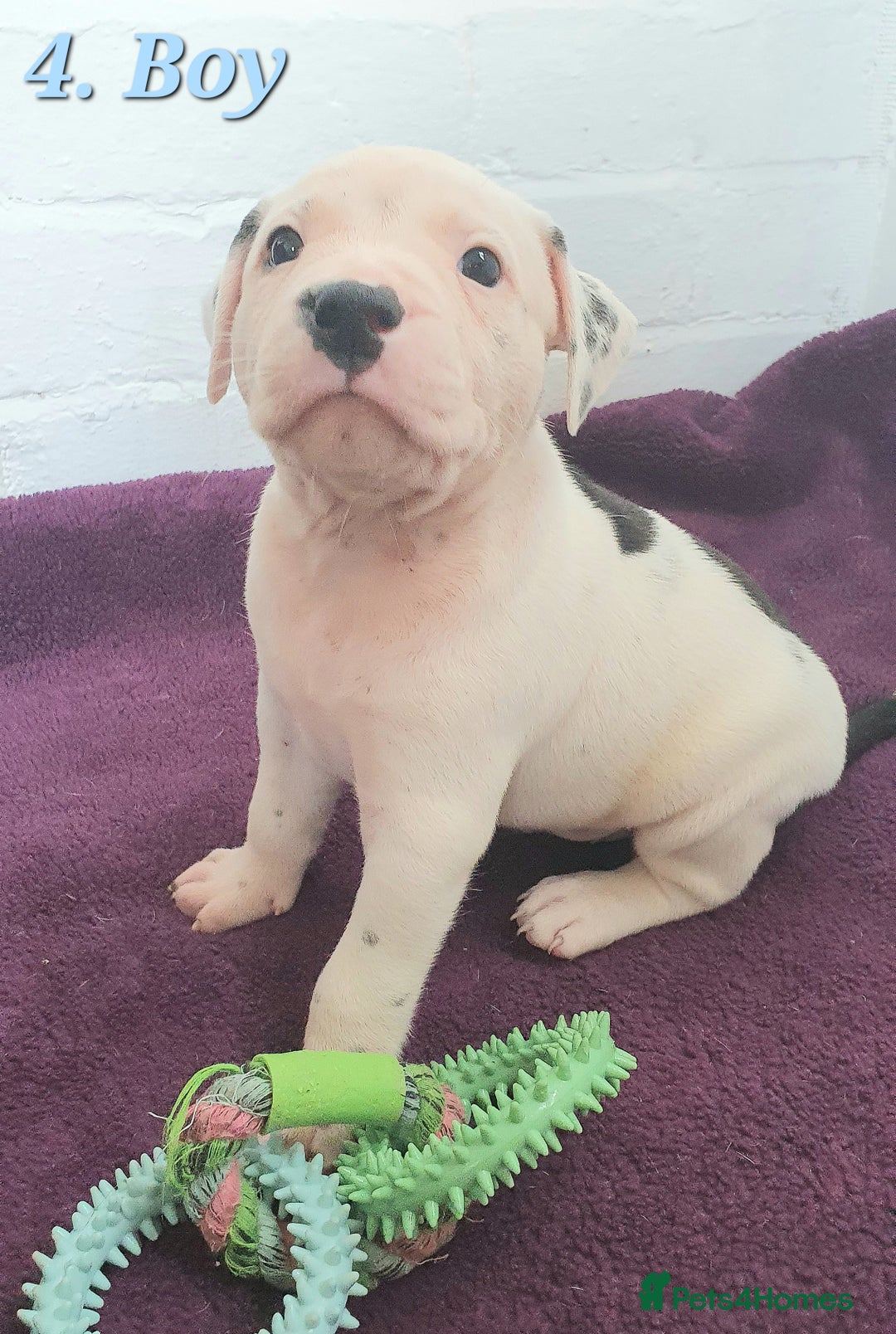 Mixed Breed dogs for sale: English/American Staffy Pups - Image 7
