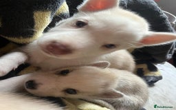 Siberian Husky dogs for sale: Beautiful Siberian Huskies- Last 4 Reduced!! - Image 16