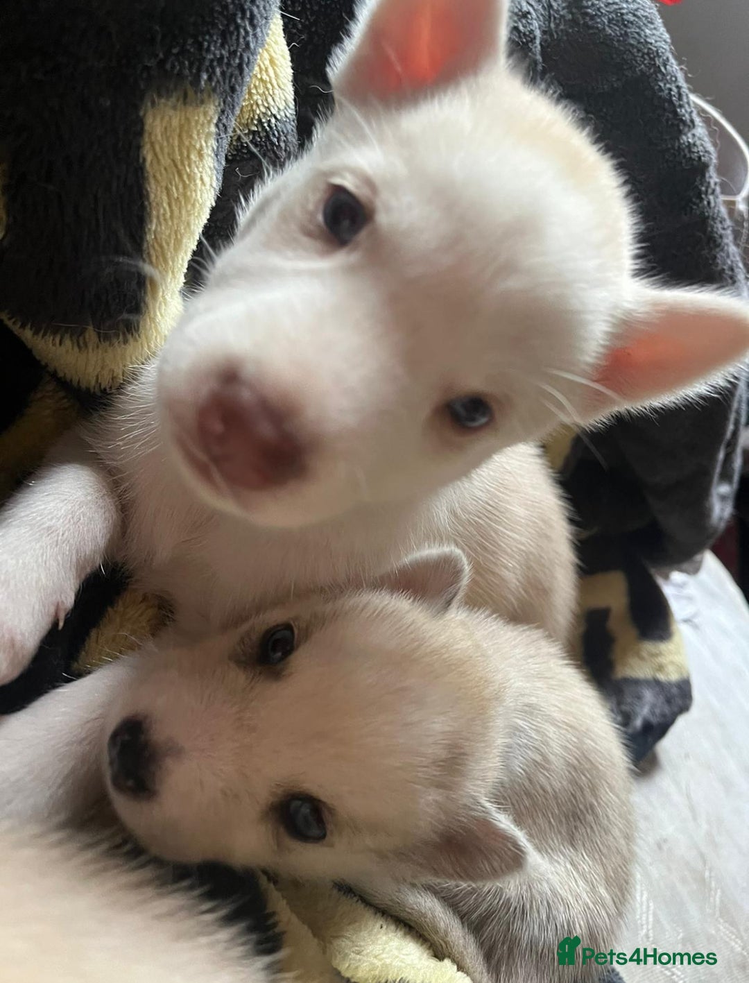 Siberian Husky dogs for sale: Beautiful Siberian Huskies- Last 4 Reduced!! - Image 16