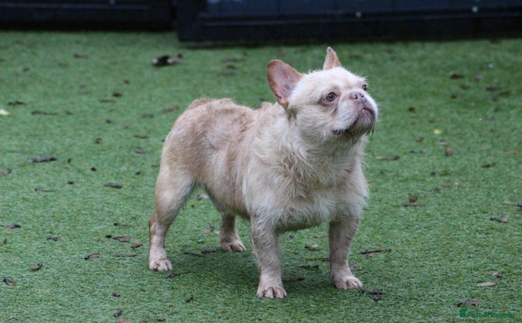 French Bulldog dogs in Tipton - Advert 1