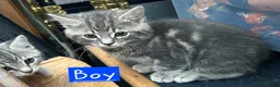 Mixed Breed cats for sale: 2 Grey Kittens  - Advert 5