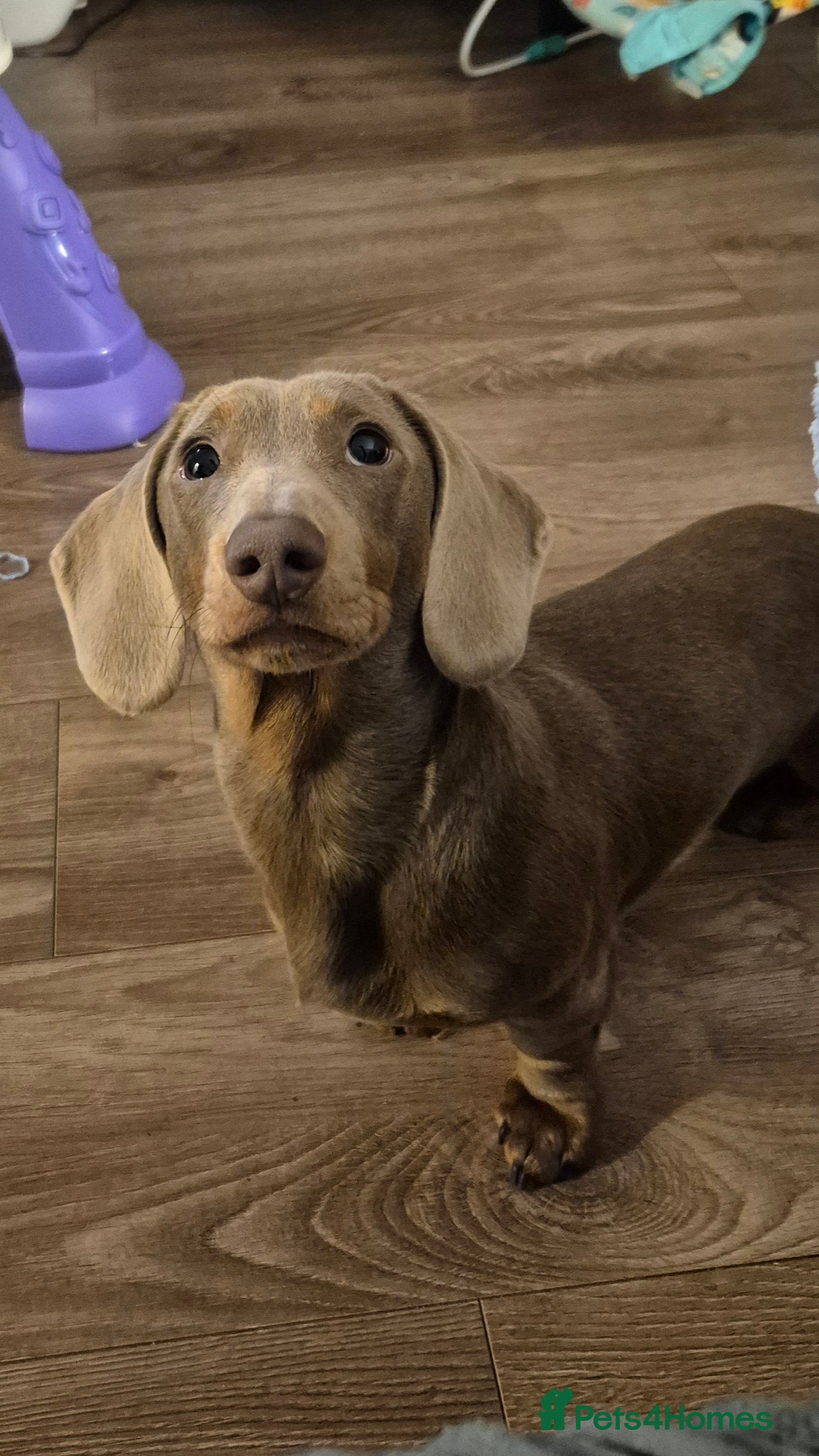 Miniature Dachshund dogs Miniature Dachshund for stud **KC Reg** - Advert 6