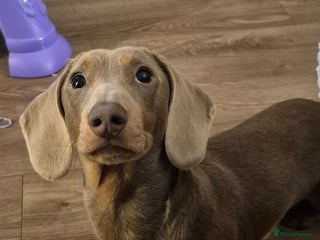 Miniature Dachshund dogs Miniature Dachshund for stud **KC Reg** - Advert 5