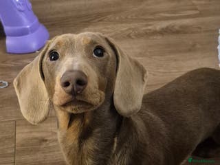 Miniature Dachshund dogs Miniature Dachshund for stud **KC Reg** - Advert 20
