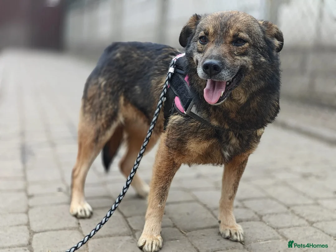 Mixed Breed dogs for adoption: ❤️MONA – STILL WAITING, STILL HOPING❤️ in Oxford - Advert 2