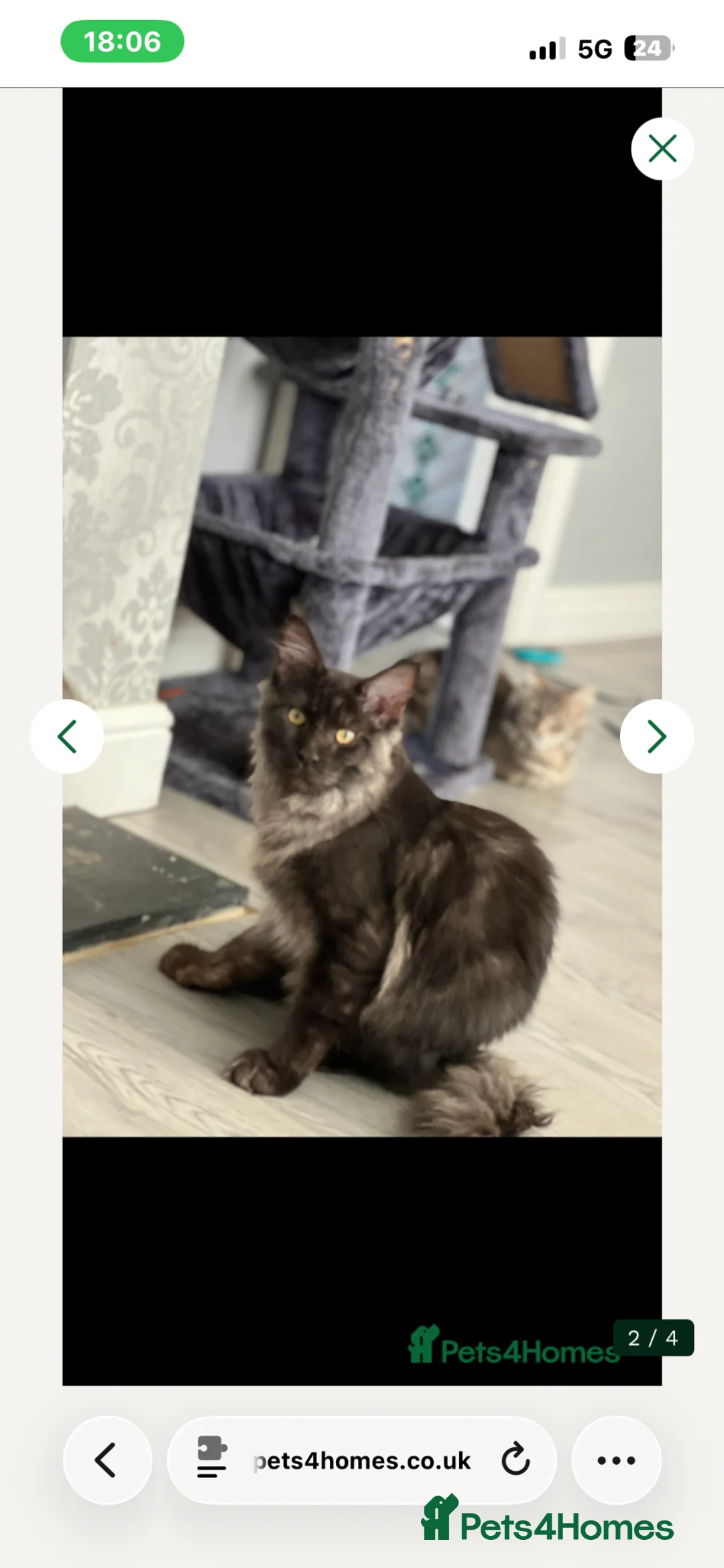 Maine Coon cats for sale: 3/4 main coon - Advert 6