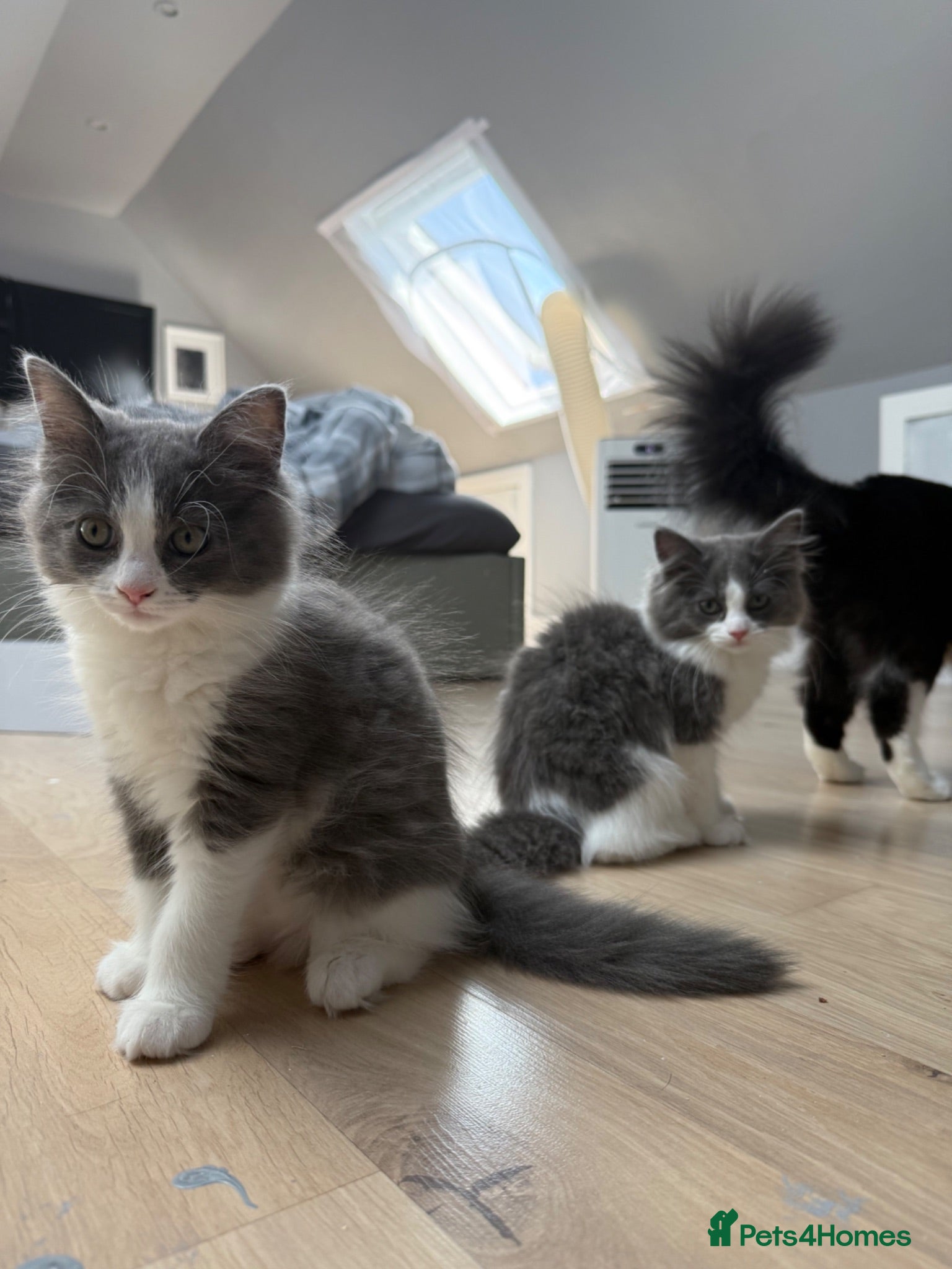 Ragdoll cats for sale:  2 Beautiful Long-Haired Ragdoll Cross  - Advert 1