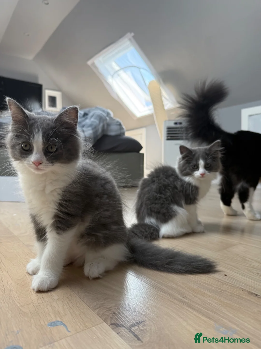 Ragdoll cats for sale:  2 Beautiful Long-Haired Ragdoll Cross  - Advert 1