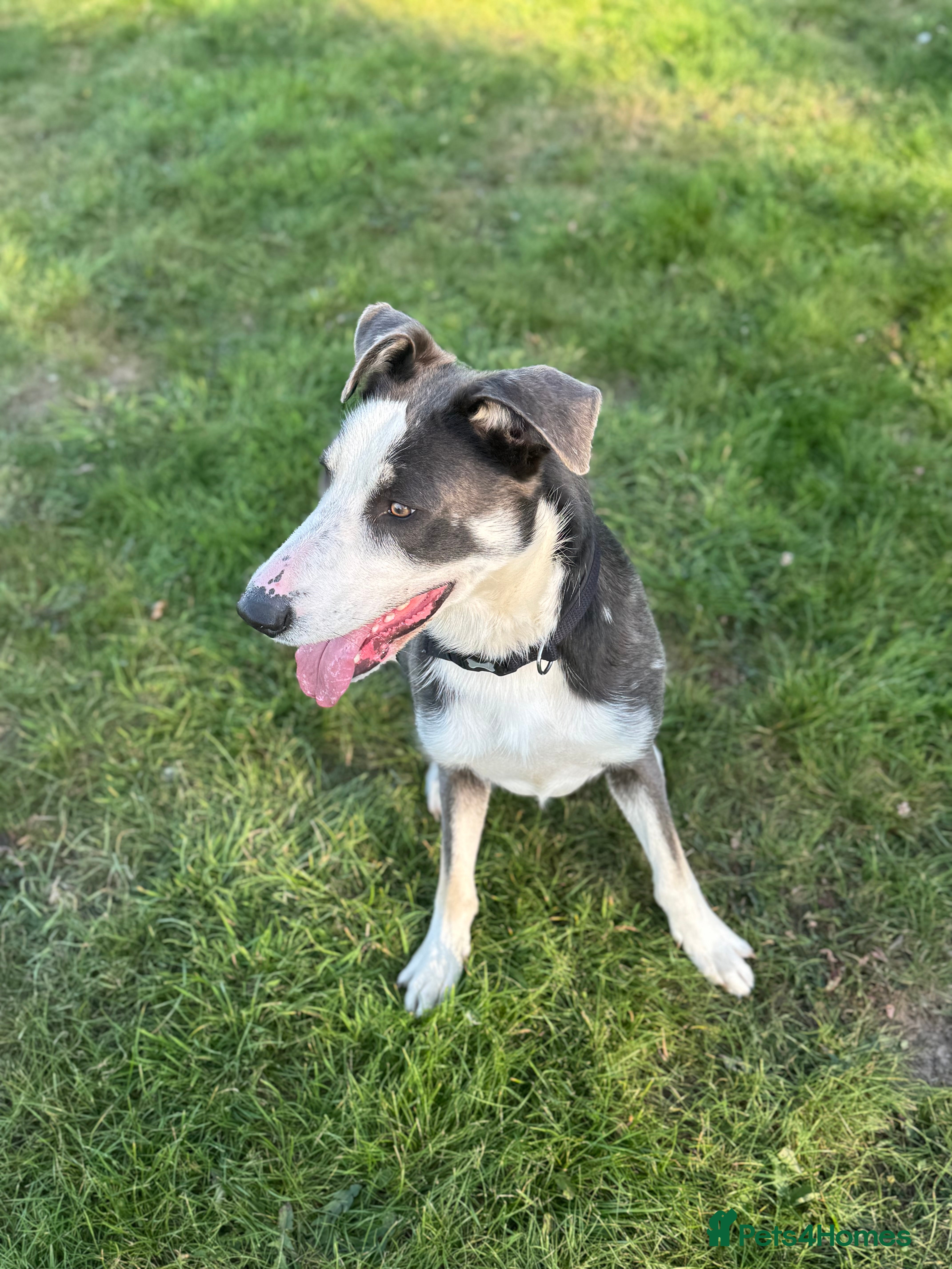 Mixed Breed dogs German shepherd cross border collie  - Advert 18