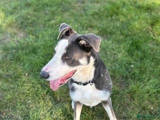 Mixed Breed dogs German shepherd cross border collie - Advert 3