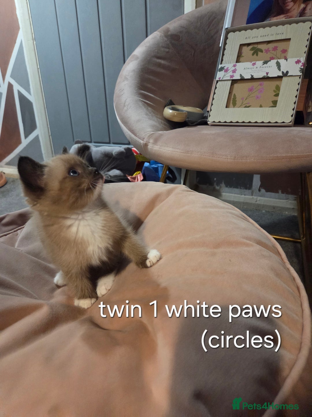 Ragdoll cats for sale: Beautiful Ragdoll Kittens - Image 8