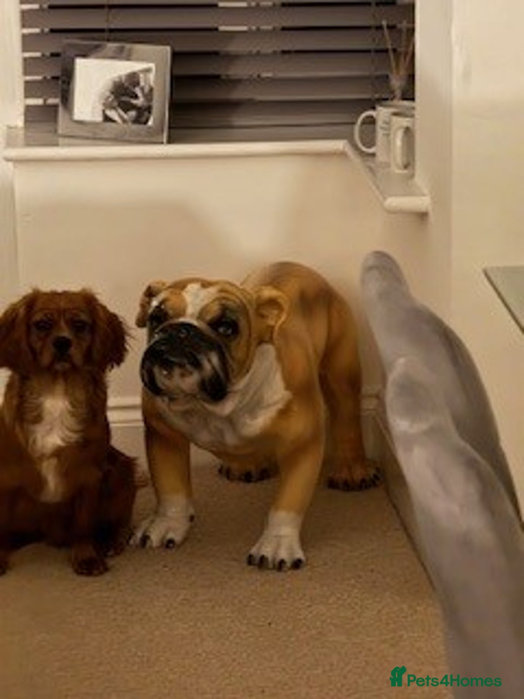 Cavalier King Charles Spaniel dogs for sale: Beautiful 1-Year-Old King Charles Cavalier  - Image 4