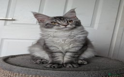 Maine Coon cats for sale: Maine coon kittens  - Image 4