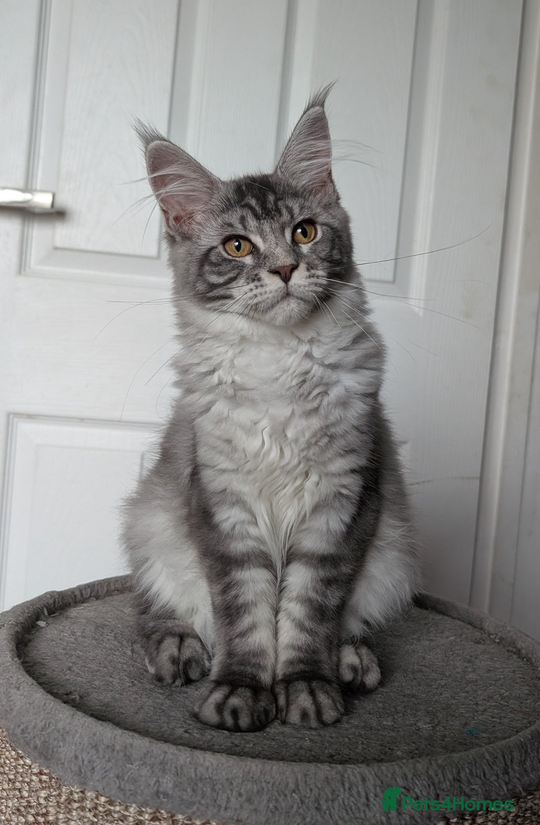 Maine Coon cats for sale: Maine coon kittens  - Image 4