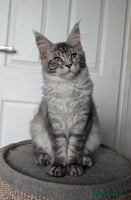 Maine Coon cats - Advert 3