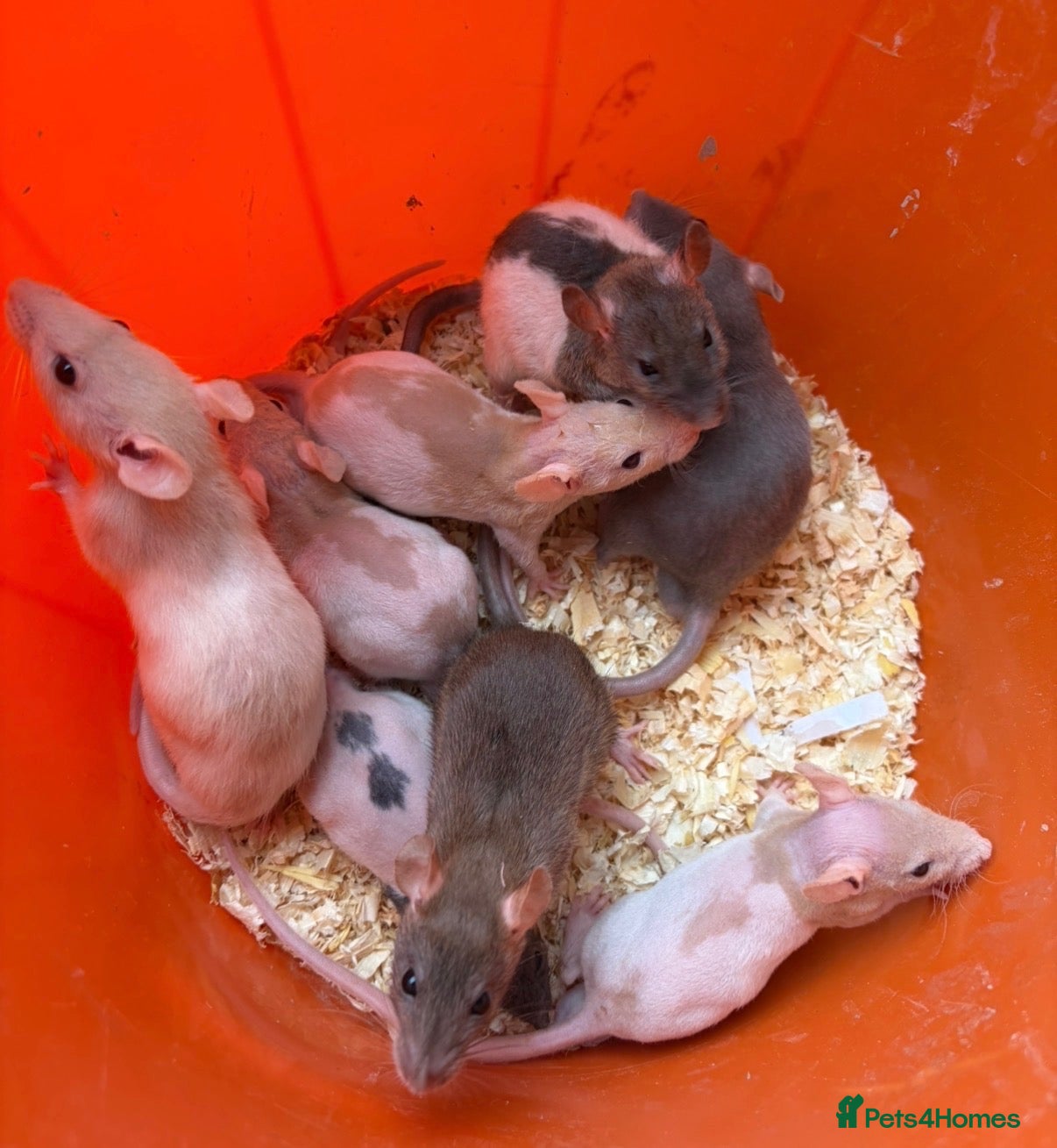 Rat rodents Baby rats 6 weeks to 8weeks old  - Advert 2