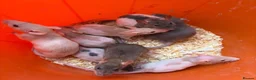 Rat rodents for sale: Baby rats 6 weeks to 8weeks old  - Advert 2