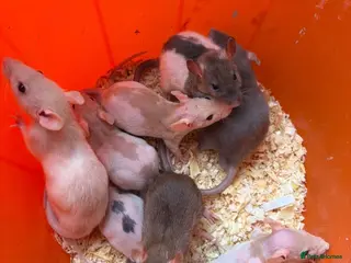 Rat rodents Baby rats 6 weeks to 8weeks old - Advert 2