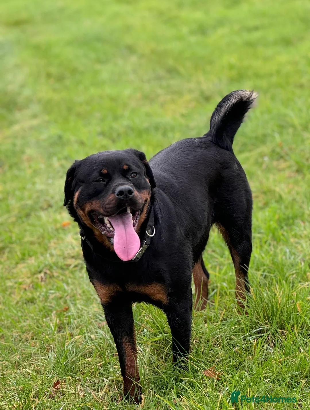 Mixed Breed dogs for sale: The best breed in the world  - Advert 2