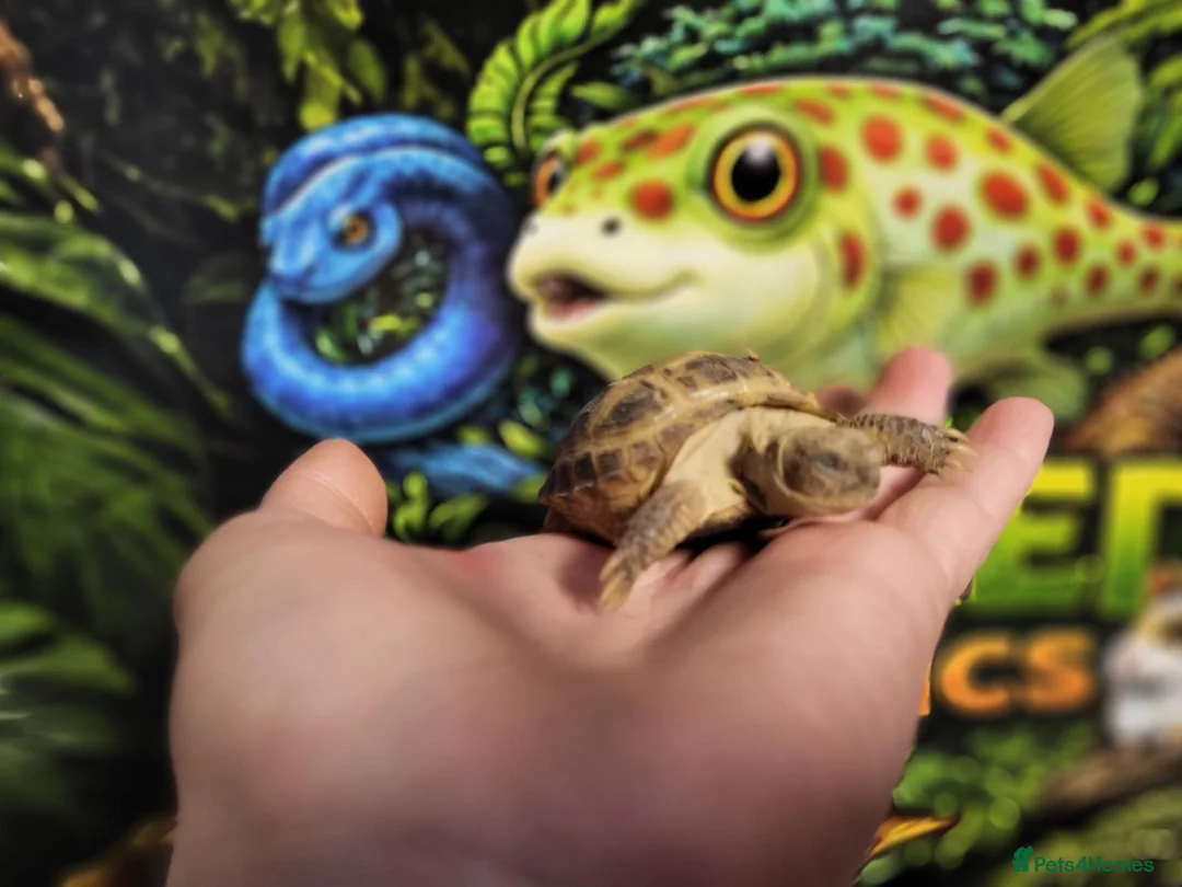 Tortoise reptiles for sale: Horsefield tortoise at Wicked Exotics  - Advert 2