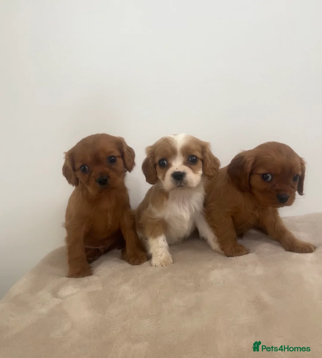 Cavalier King Charles Spaniel dogs for sale: Cavalier King Charles  - Advert 2