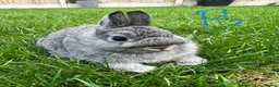 Netherland Dwarf rabbits for sale: Netherland Dwarf Rabbits for sale  - Advert 9