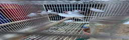 Finches birds for sale: Zebra finches and Java Sparrow finches  - Advert 4