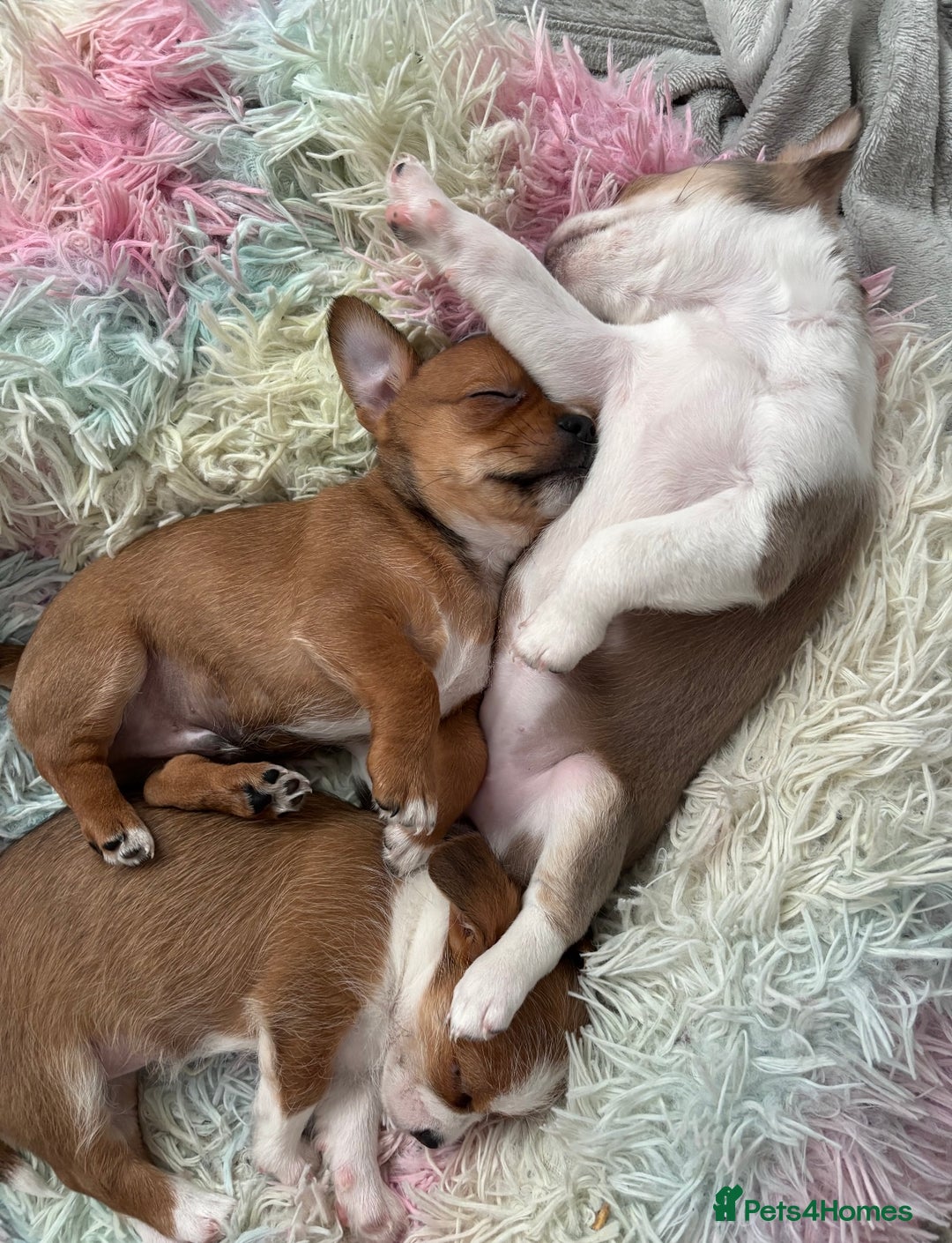 Mixed Breed dogs for sale: Chihuahua Hybrid Female. READY FOR HER NEW HOME 🤍 - Image 4