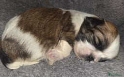 Shih Tzu dogs for sale: 5 beautiful Full Pedigree Shih Tzu Puppies - Image 14