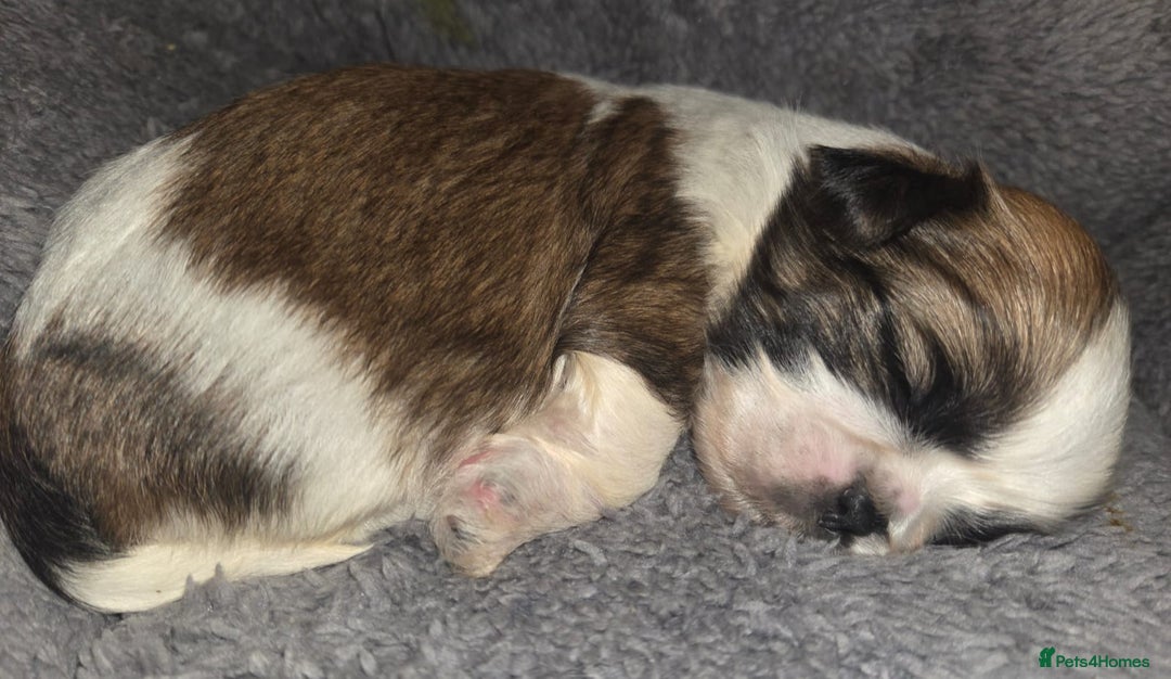 Shih Tzu dogs for sale: 5 beautiful Full Pedigree Shih Tzu Puppies - Image 14